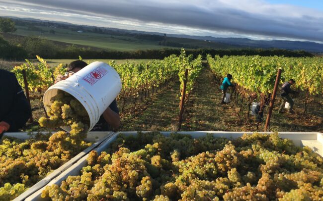2019 harvest in the Chardonnay blocks at the Brittan Estate Vineyard