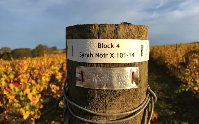 Block 4 Syrah at the Brittan Estate Vineyard